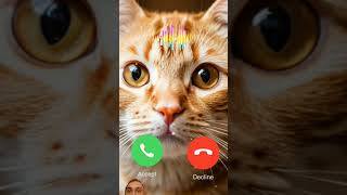 cat ringtone cute short 2024 [upl. by Annaehs]