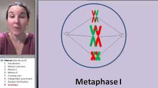 Meiosis 8 Animation review [upl. by Simonsen]