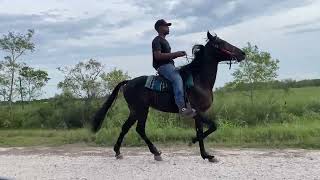 Transformation Video  Standardbred colt full of potential Rosharon Tx [upl. by Ares]