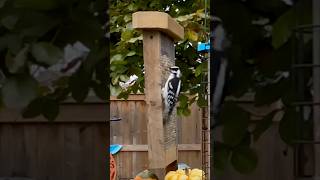 Downy Woodpecker wants that Suet birds naturelovers [upl. by Rozalie]