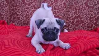 baby pug Carlos barking [upl. by Wehttam]