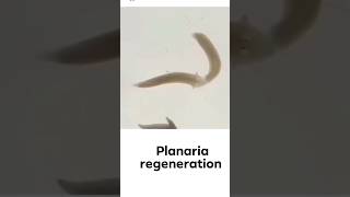 planaria Regeneration Practical🔥😱 shorts planaria régénération shirazivillagevlog [upl. by Constant]