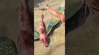 flying gurnard। There are unique and colorful fish in the sea [upl. by Eelidnarb]