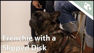 French Bulldog with a Slipped Disk Vlog 6  Southeast Veterinary Neurology [upl. by Demmy144]