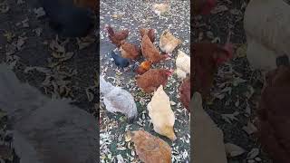 🍁 Food Forest Fall Chickens Play in Leaves amp Enjoy Pumpkin Treats 🐔 [upl. by Giark]