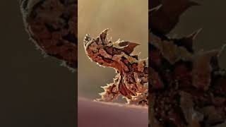 Wildlife Expert Shares Thorny Devil Secrets [upl. by Murrah]