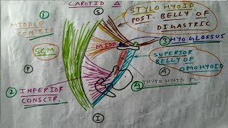 Carotid triangle of Neck 24  Boundary Diagram  TCML [upl. by Aicinod797]