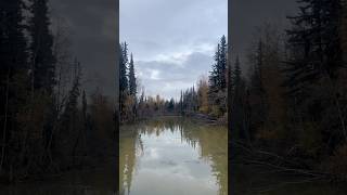 The Garrison Slough in Eielson AFB Alaska during late September 2024 [upl. by Ailicec624]