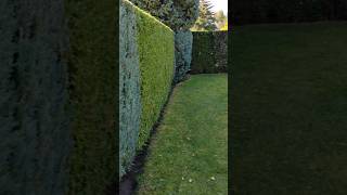 Thuja Hecke garten gartenliebe home reels husqvarna [upl. by Hguh912]