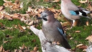 le geai oiseau farouche [upl. by Marla]