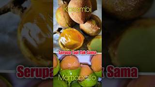 Klarifikasi Buah Kosambi BUKAN Mamoncillo  buah kosambi shorts [upl. by Nocam905]