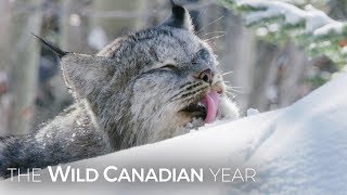 A Wild Canadian Lynx And A Cameraman Develop An Amazing Relationship  Wild Canadian Year [upl. by Davon]