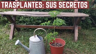 Zanahorias Espárragos y Moringa  Como Sembrarlos y Trasplantarlos [upl. by Bunns]