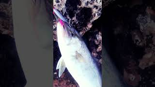 pescaspinning shorejigging [upl. by Nnylhsa374]