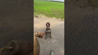 hundetraining training jagd hundeliebe vgp suchen arbeit revier hege wild dranbleiben [upl. by Hgieliak596]