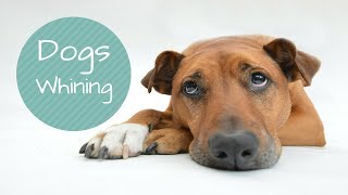 DOGS WHINING AND CRYING sound effect Show this to your Dog and See What HappensSound Effect HD [upl. by Auop857]