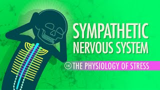 Sympathetic Nervous System Crash Course Anatomy amp Physiology 14 [upl. by Uyerta]