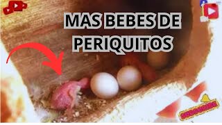 ✅MAS BEBES DE PERIQUITOS [upl. by Aniteb]