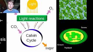 Photosynthesis and Respiration [upl. by Mcclish]