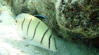 Dance of the Bluestreak Cleaner Wrasse Labroides dimidiatus [upl. by Ullund]