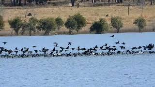 THOUSANDS of Little Black Cormorants fishing at Atkinson Dam [upl. by Telrats703]