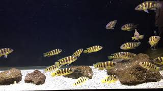 Wild Neolamprologus Sexfasciatus Gold [upl. by Pearce323]