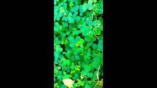 Oxalis plant seeds spreading ☘️💮 oxalis seedspreding seed fire trending ytshorts [upl. by Fuller]