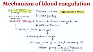 Blood clotting  Mechanism  Intrinsic and extrinsic pathway  Handwritten notes [upl. by Ko]