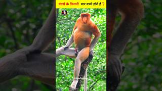 Proboscis Monkey information In Hindi [upl. by Llewen]