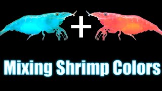 Mixing Shrimp Colors  Neocaridina Genetics [upl. by Carena933]