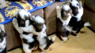 Shih Tzu Puppies after the 1st bath [upl. by Base]