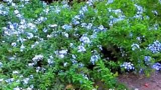 Plumbago auriculata  Cape Plumbago [upl. by Burner162]