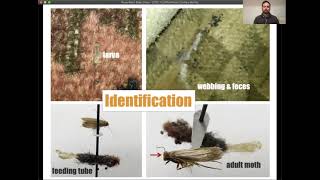 Identifying sources of clothes moths 12 3 2021 [upl. by Adonis909]