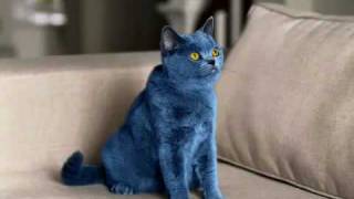 Smarties  comercial do Blue Cat para a Nestlé UK  MKTmaiscom [upl. by Chlori]