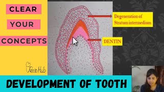 ODONTOGENESIS  Part 2 of Tooth Development [upl. by Alcott]