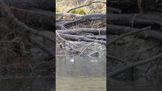 Winter Dry Fly Fishing for Giant Rainbow Trout troutfishing flyfishing [upl. by Rawdon640]