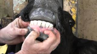 Estimating Cattle Age by Dentition [upl. by Male]