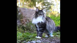 Carnival Maine Coon Edit FwCuss and flash [upl. by Bubalo478]