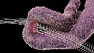 Chromosome and Kinetochore 2014 Drew Berry wehitv [upl. by Palestine]