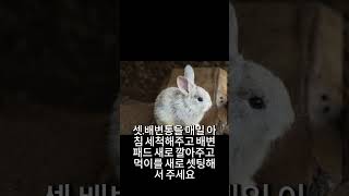 냄새안나는 토끼 만드는법 quot이 물quot을 먹여라 토끼 증류수 물 생수 냄새제거 냄새 [upl. by Thorma874]