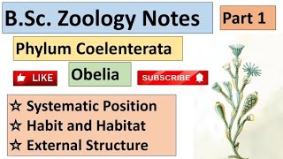 BSc ZoologySructure Of Obelia ClassificationHabit Habitat Part1 Notesstructureofobelia Obelia [upl. by Aicenek493]