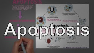 Apoptosis A Programmed Cell Death Process and its Regulation [upl. by Lebiram]