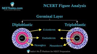 Germinal Layer समझना हुआ Easy [upl. by Landry]