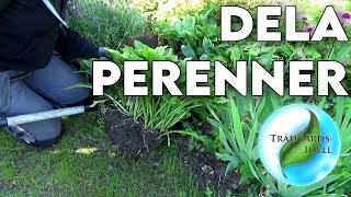 Dela perenner [upl. by Ococ70]