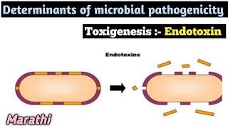 Toxigenesis Endotoxin  Determiant of microbial pathogenicity Explained in Marathi [upl. by Rafa88]