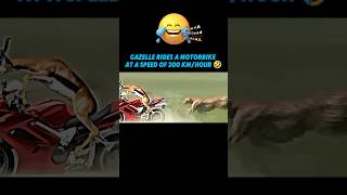 Cheetah vs Gazelle trending viralvideo cheetah gazelle animals youtubeshorts shorts funny [upl. by Larual]