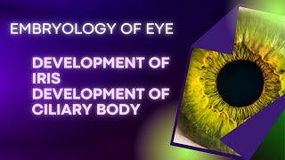 Embryology of EYE Development of IRIS amp Development of Ciliary Body [upl. by Rawdon]