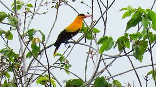 Blacknaped Oriole call Kalaotoa  Oriolus chinensis broderipiboneratensis [upl. by Nieberg]