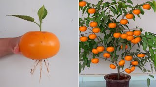 How to grow Persimmon tree from banana for beginners [upl. by Margret]