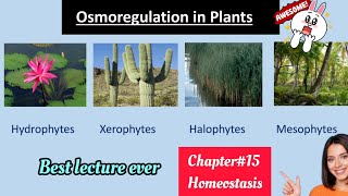 Osmoregulation in plantsHydrophytesMesophytesXerophytes solutionClass 12 Biology😇 [upl. by Tnomad129]